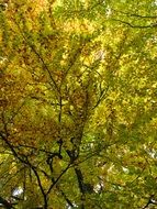 autumn tree crown