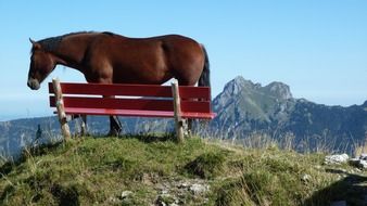 mountain bank with brown horse view