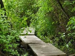 plank wooden bridge among thick foliage