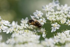 Flower fly on white flowers