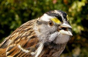 Portrait of the beautiful and colorful white-necked sparrow near the plants