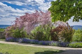 violent green bush garden