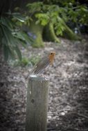 robin on a stump amidst nature