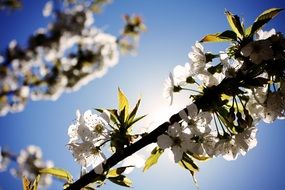 closeup picture of Cherry branch with flowers on the background of the sun