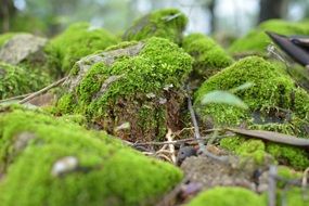 green moss on rocks