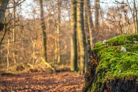 tree stump moss forest