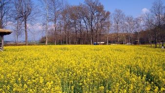 yellow field landscape