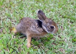 little gray bunny on green grass