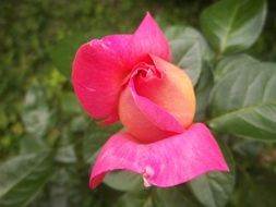 dizzy pink rosa