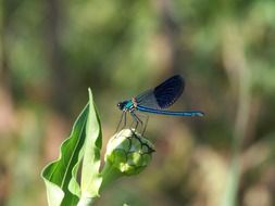 Closeup picture of calopteryx virgo, blue dragonfly perched zinnia bud