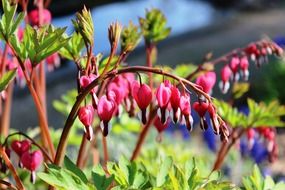 blooming traenendes close-up on a blurred background