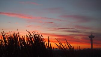 sunset over green grass in seattle