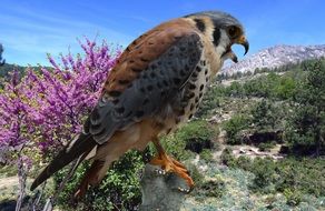 falcon bund hawk nature view