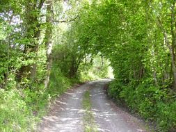 Forest path among green trees and shrubs