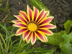 wonderful gazania flower