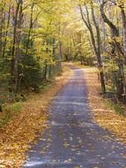 road in fall foliage