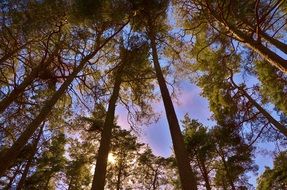 bottom view of pine forest at sunny day