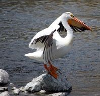 pelican stretching wings on stone