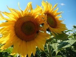 two sunflowers