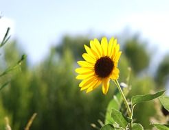 sunflower on a stalk on a blurry background