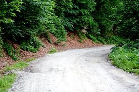 rural road goes through the forest