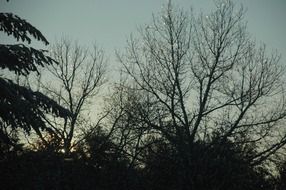 trees silhouette in a forest