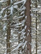 Snow magic on the spruce