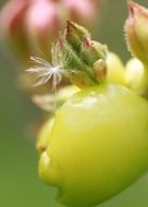 plant buds