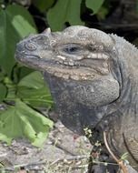 macro photo of a gray iguana in the wild