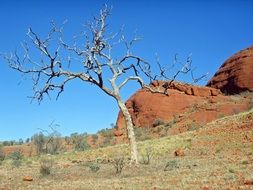 Dry tree in the valley