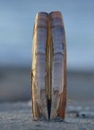 shell on the sea beach