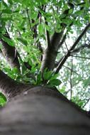 tree trunk from the bottom
