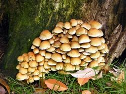 Mushrooms on the tree