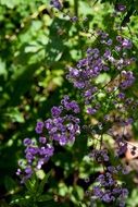 Beautiful colorful thalictrum flowers