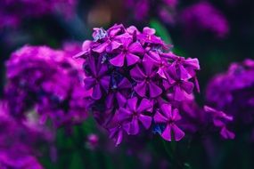 purple Flox Flowers close up