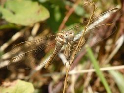 dragonfly animal insect