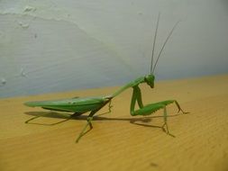 green mantis on a wooden surface close up