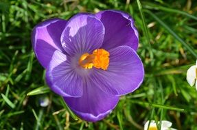 Purple crocus in spring meadow