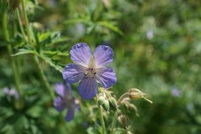 wildflowers blue macro photo