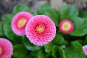 dizzy daisy perennial
