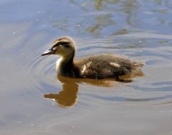 duckling, which floats in a pond