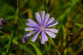 Purple wild flower among green grass