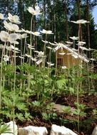 A lot of the white flowers in summer