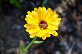 yellow gerbera
