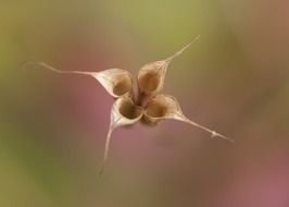 vegetation in the blurry background