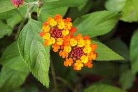 plant with small yellow flowers