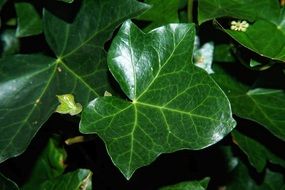 ivy leaves closeup