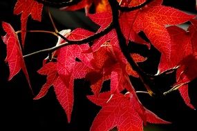 red leaves on a tree