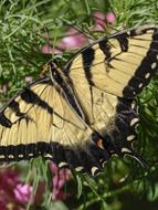 yellow butterfly with open wings on plant