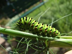 dovetail caterpillar close up